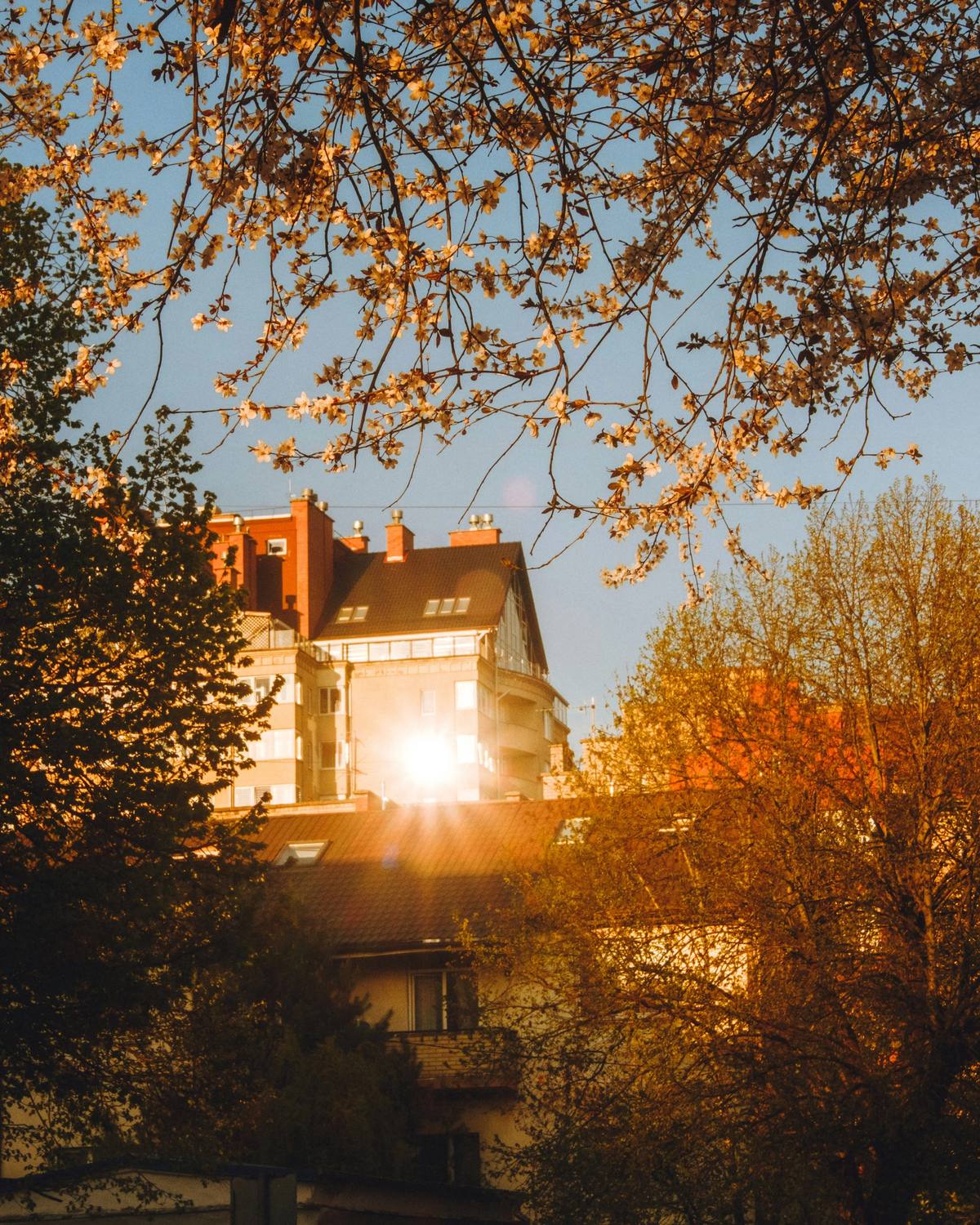 Autumn branches catching low sunlight in front of a house