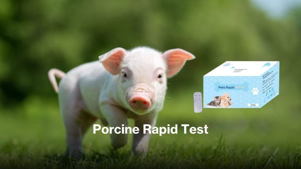 Porcine Rapid Test