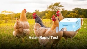 Avian Rapid Test
