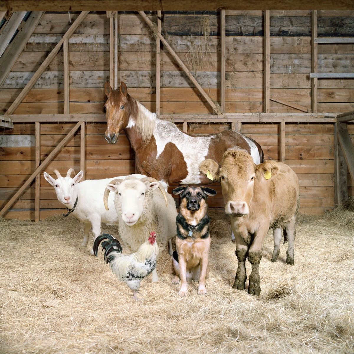 Farm Animals
