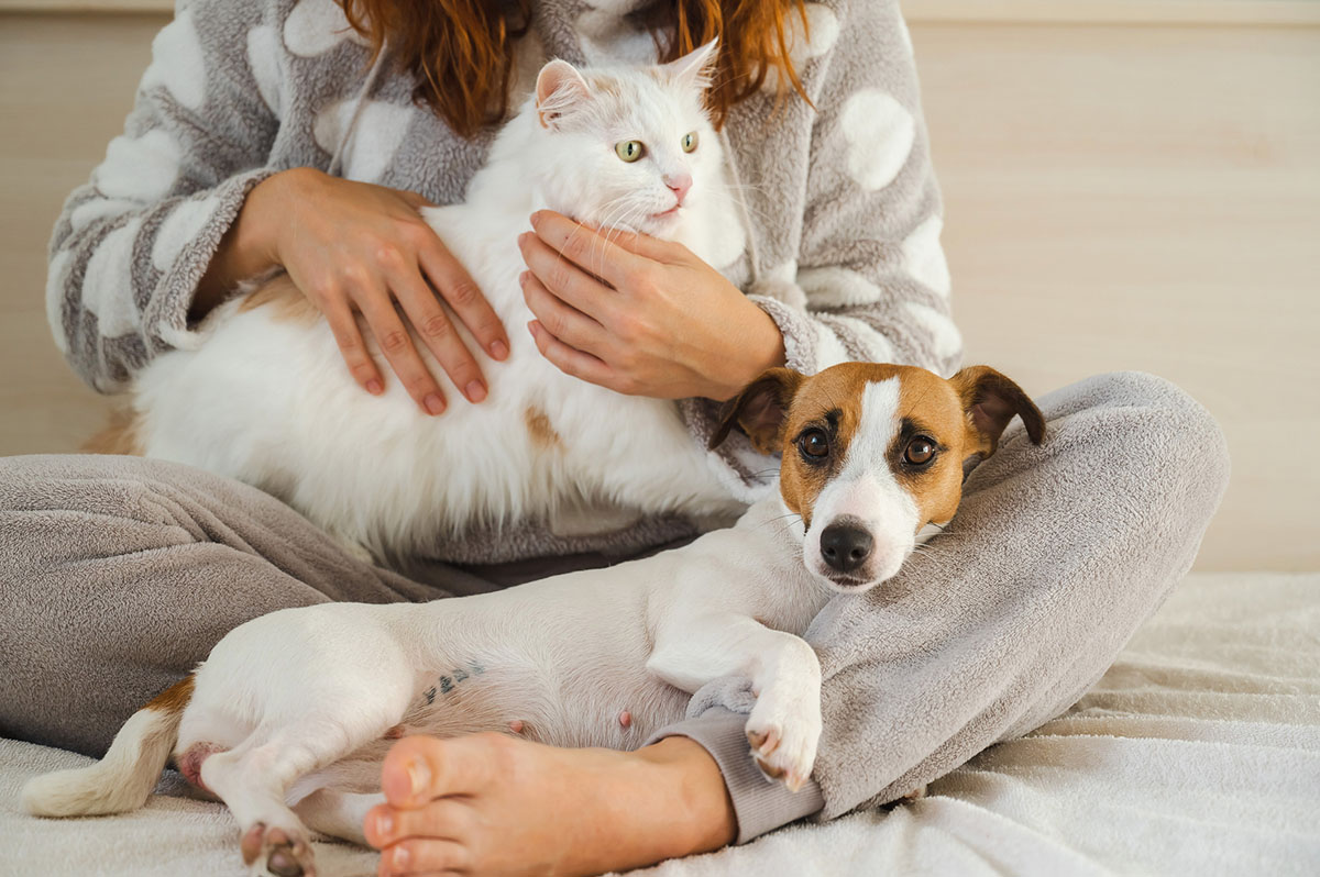 Companion Animals
