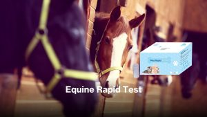 Equine Rapid Test