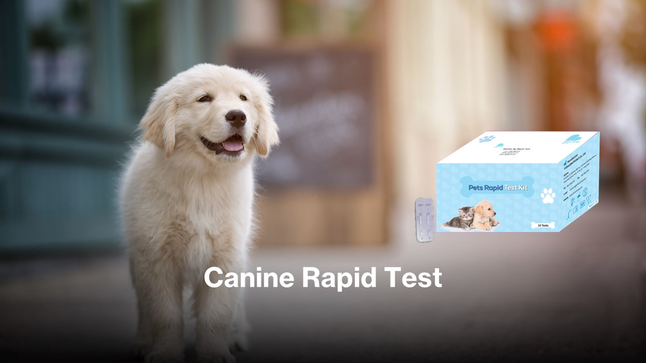 Canine Rapid Test