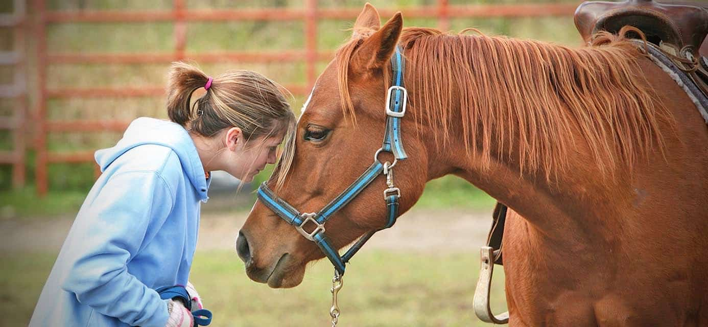 Equine
