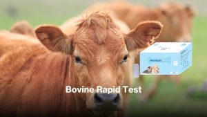Bovine Rapid Test