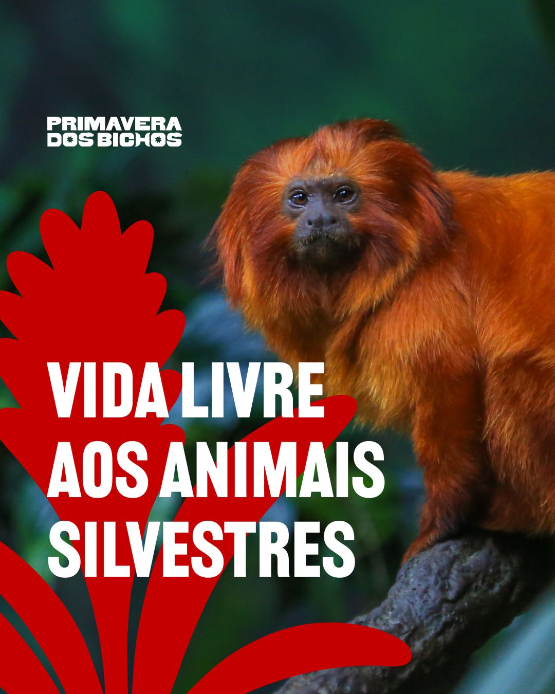 @institutovidalivre