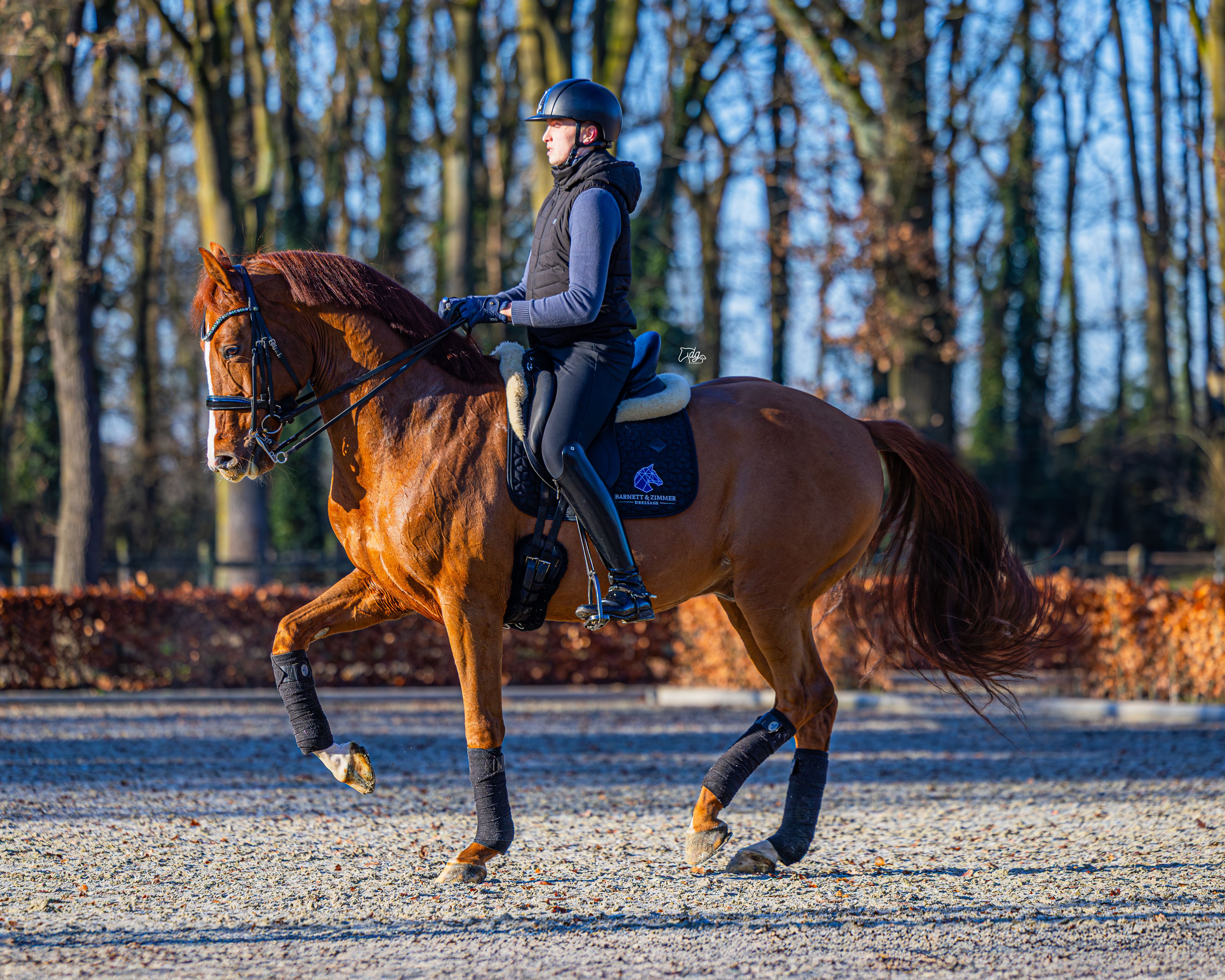 Man riding dressage horse