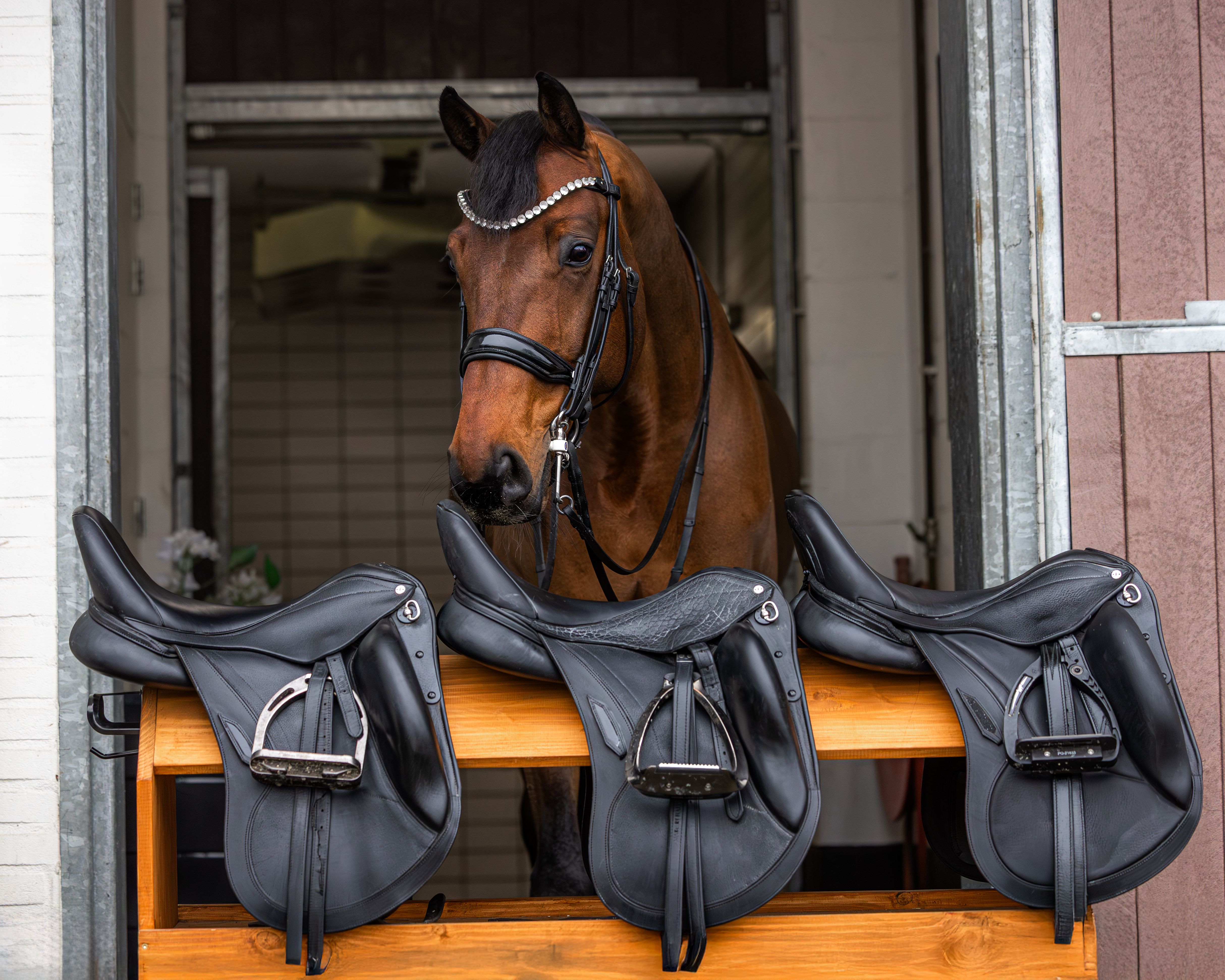 Horse with selection of sadles