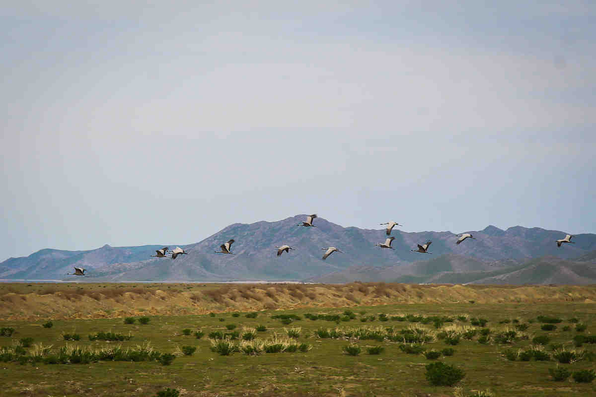 Vögel fliegen über die Steppe im Nationalpark in Usbekistan vor einer Bergkulisse.