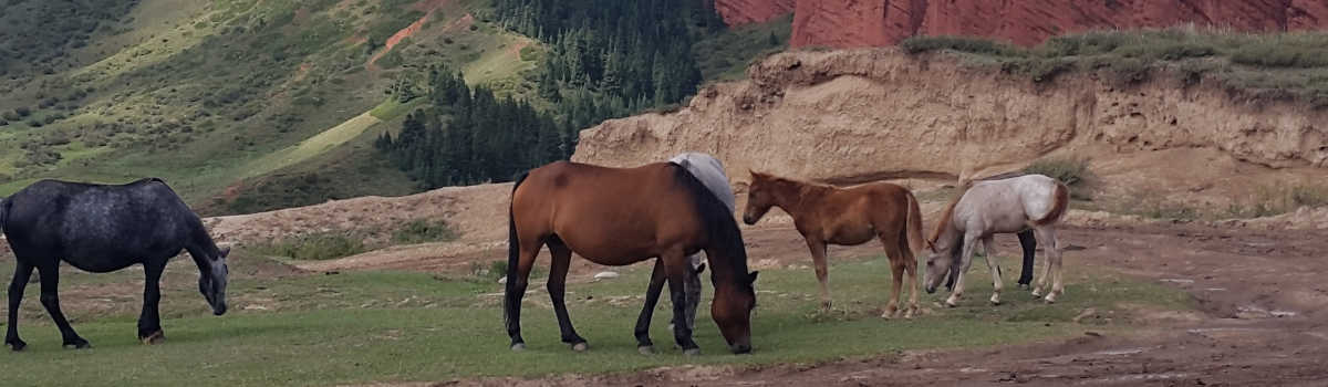 Chevaux pâturant dans le paysage montagneux du Kirghizistan, en Asie centrale, avec Turkestan Travel.