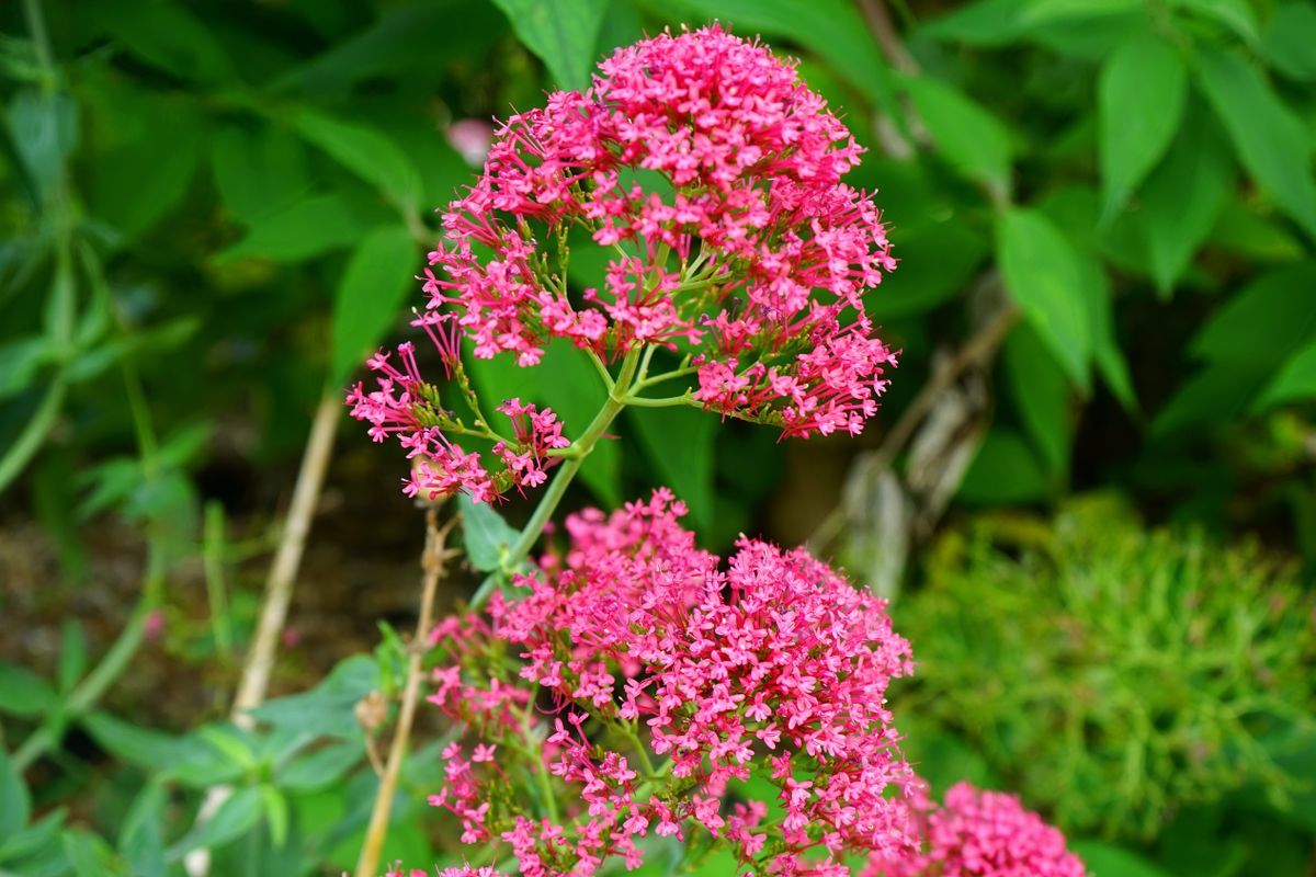 Valeriana (floare salbatica, flori roz, frunze verzi)