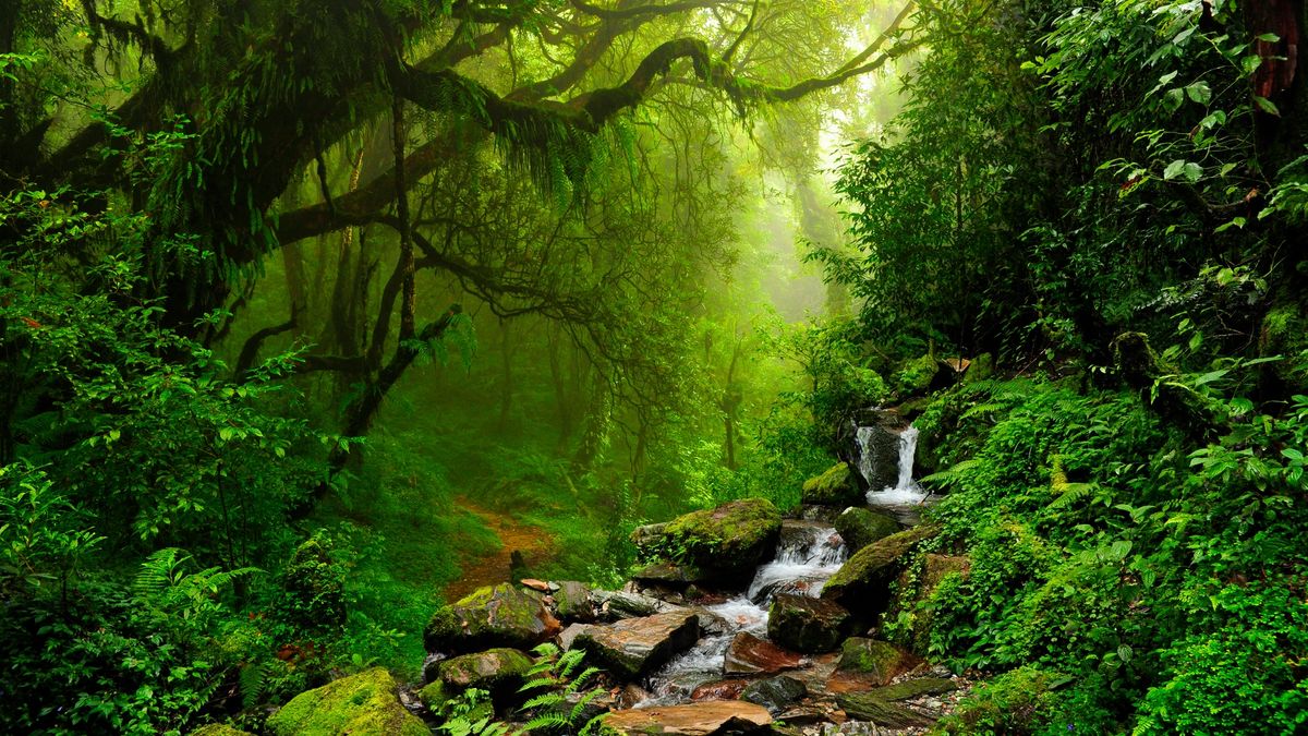 A stream in in front of a trail through the rich dense forest of Nepal