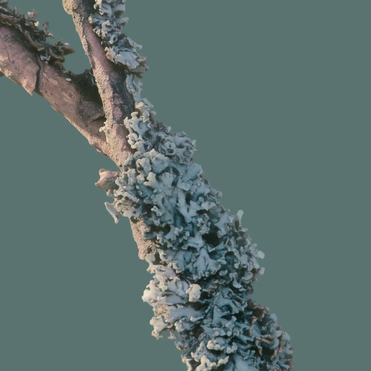 The force of the forest