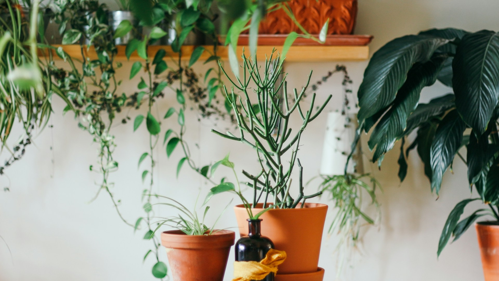 Plants in a kitchen