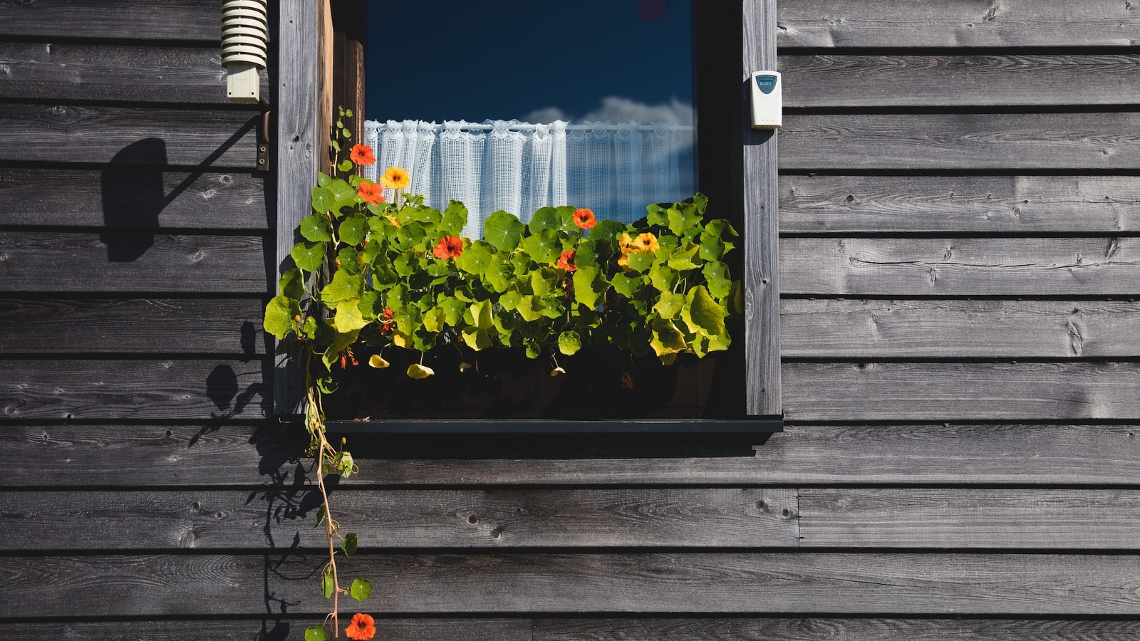 A window box filled with nasturtiums