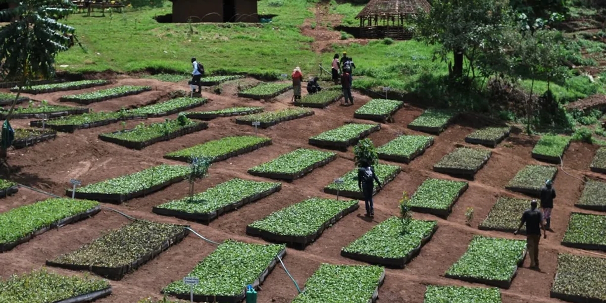 A photo of a large number of rectangular plots of plants with Kenyan workers in between