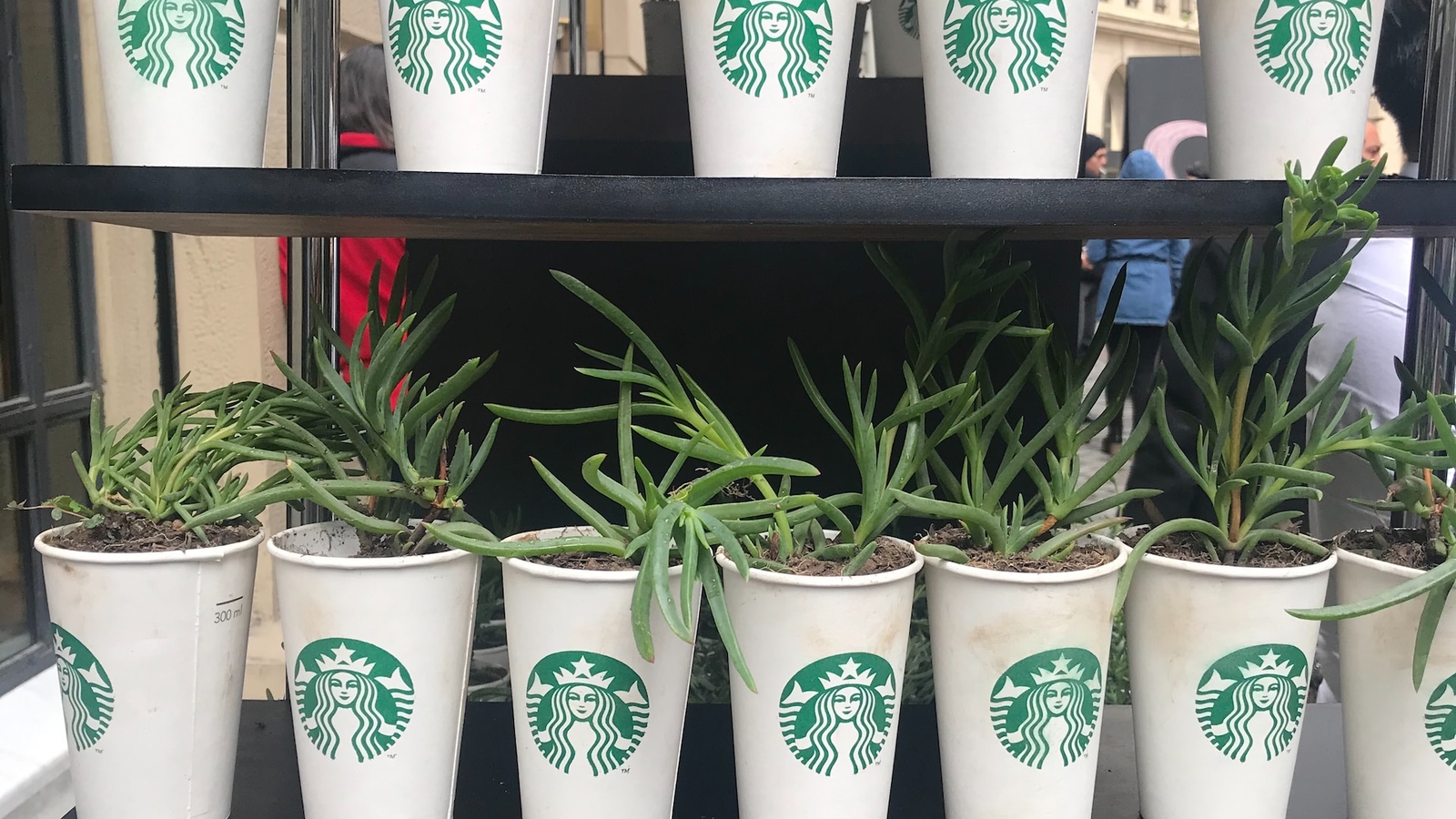 Several small potted plants growing in white cups with a well-known coffee brand logo, displayed on black metal shelves.