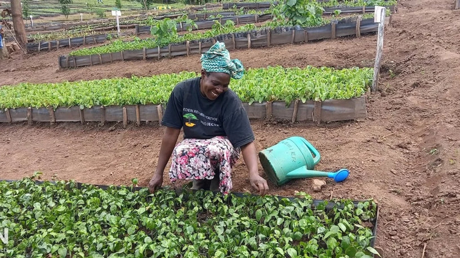 A photo of a smiling Kenyan worker wearing a headscarf, tending to a bed of plants 