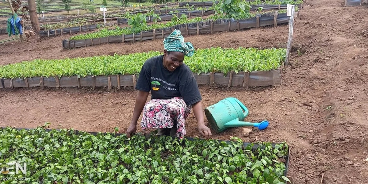 A photo of a smiling Kenyan worker wearing a headscarf, tending to a bed of plants 
