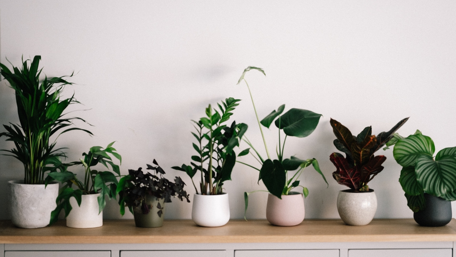 A row of plants on a countertop