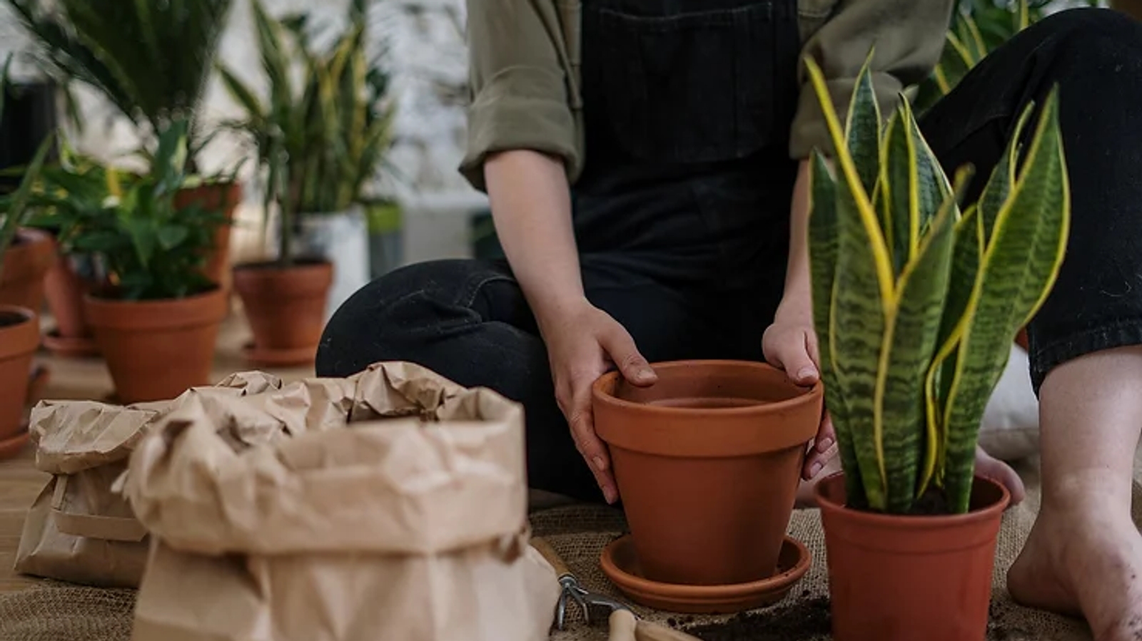 someone sitting and potting plants with soil in terracotta pots