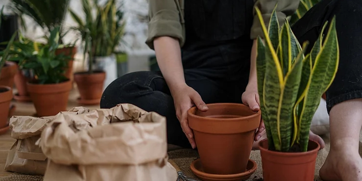 someone sitting and potting plants with soil in terracotta pots