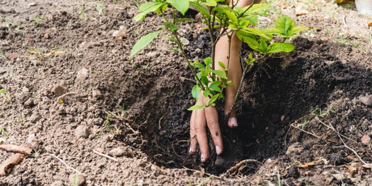 Planting tree in hole