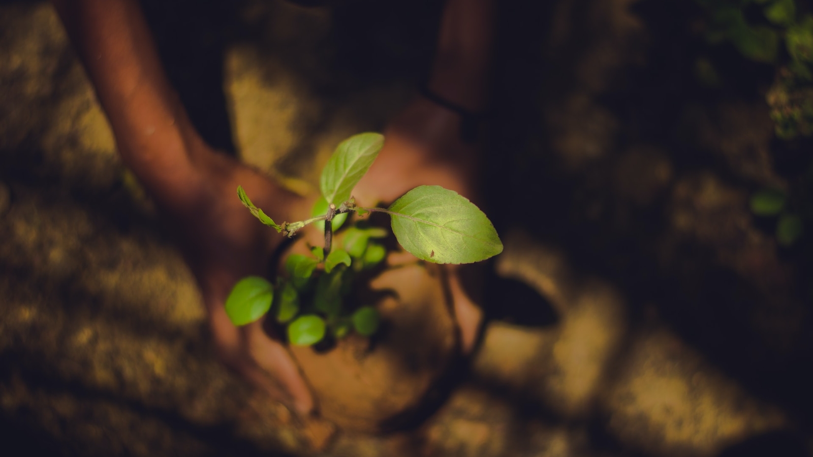 A pair of hands around a plant as someone plants a tree sapling