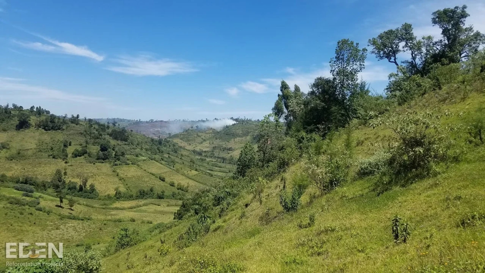A photo of a green landscape in Kenya, with rolling hills of young trees