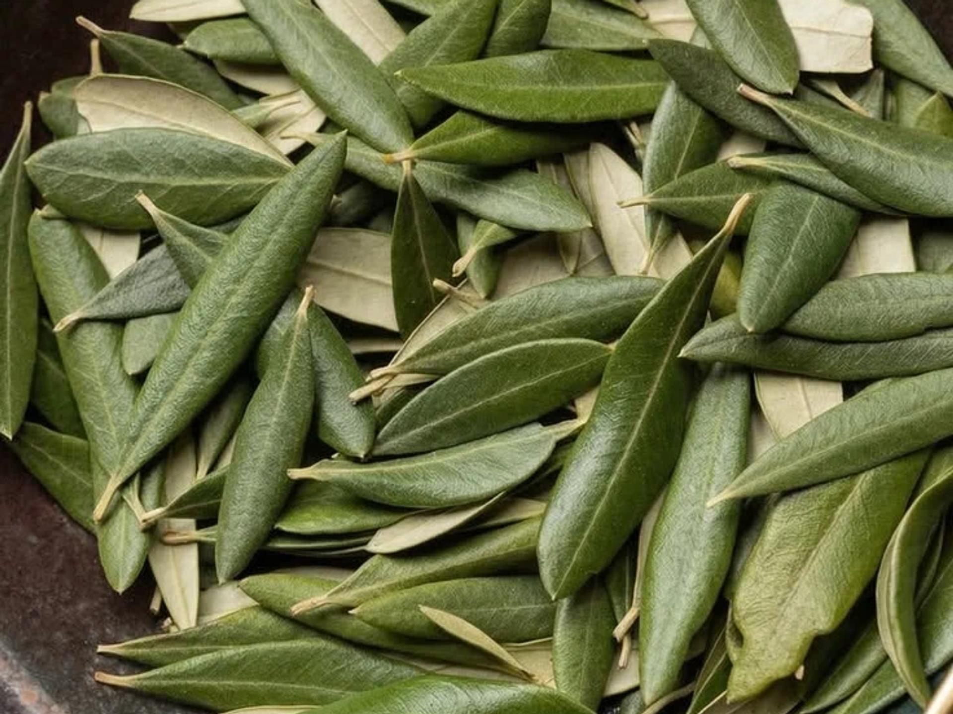 Zeytin Yaprağı