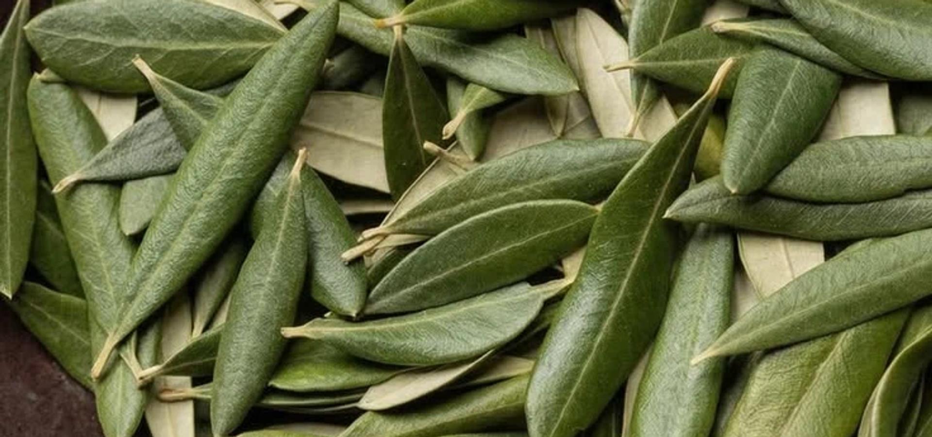 Zeytin Yaprağı