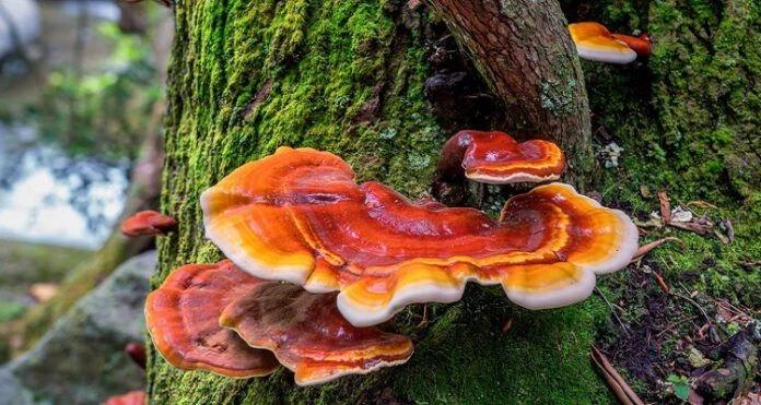 Reishi Mantarı