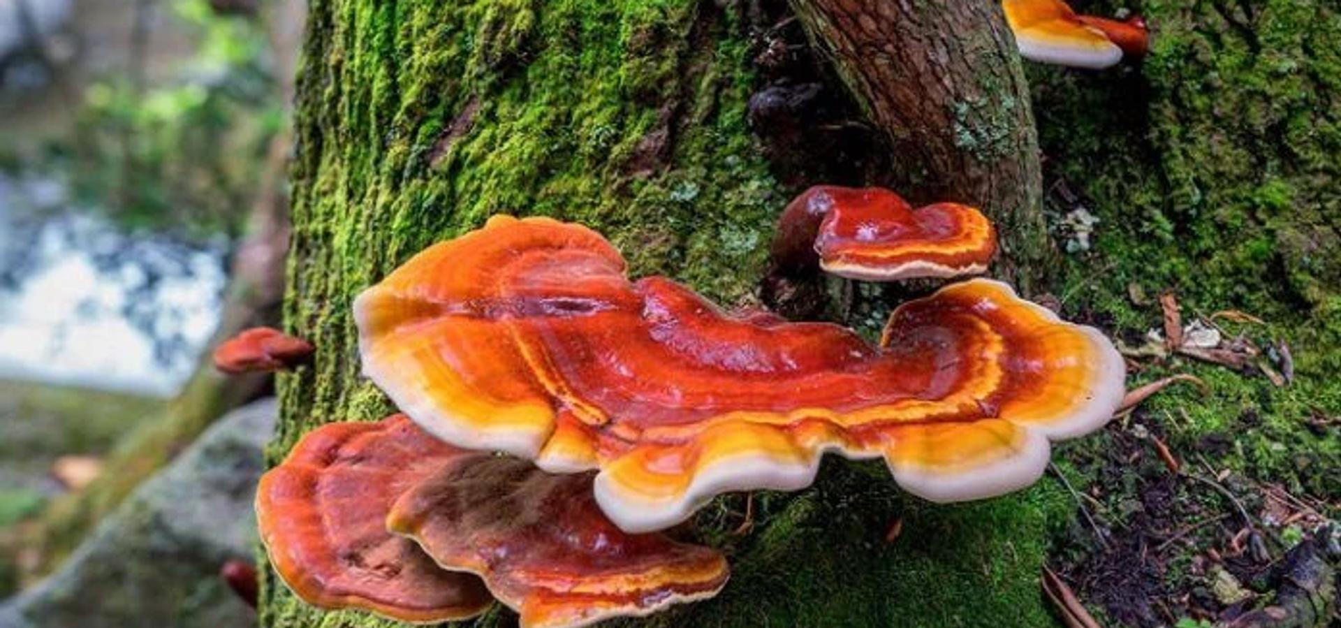Reishi Mantarı