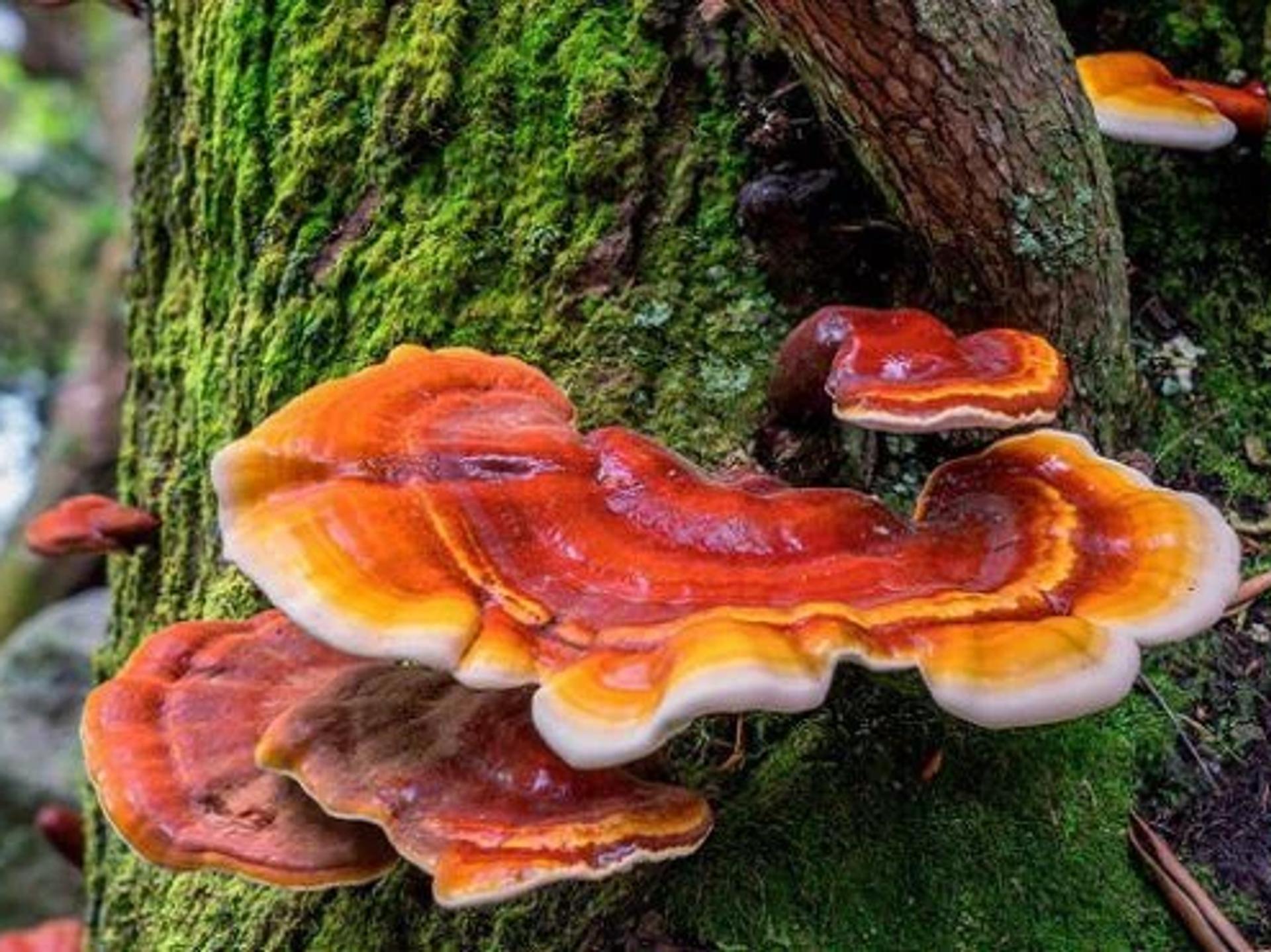 Reishi Mantarı