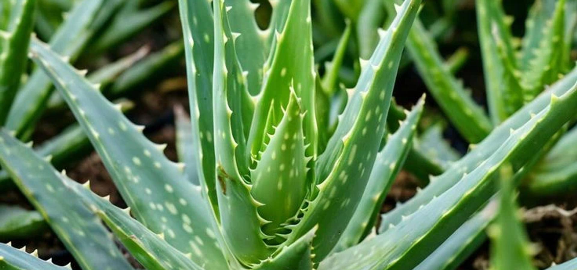 Aloe Vera