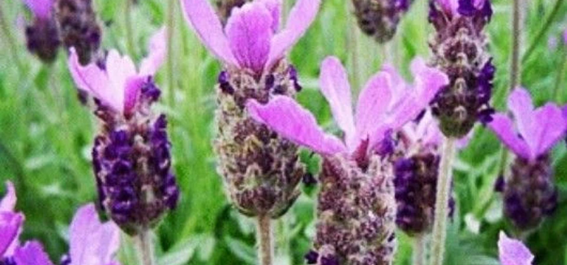 Karabaş Otu