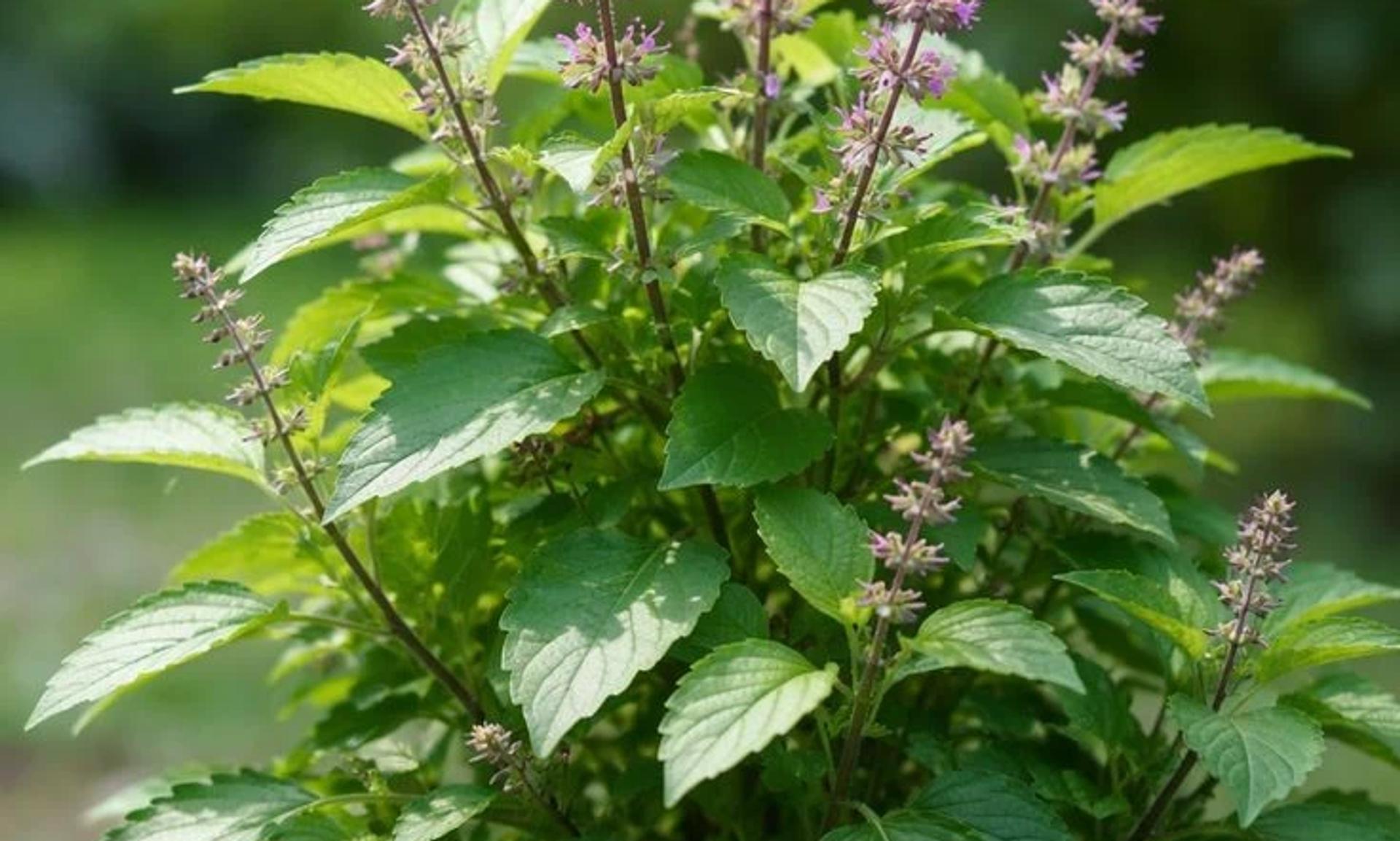 Tulsi bitkisi