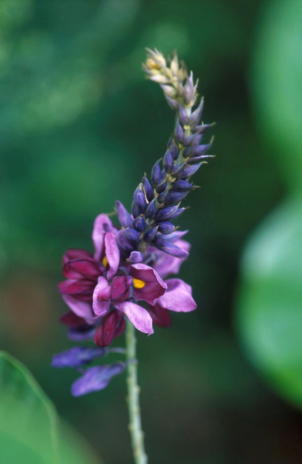 Kudzu Kökü bitkisi