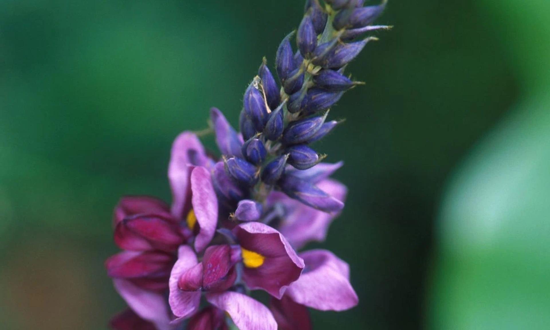 Kudzu Kökü bitkisi