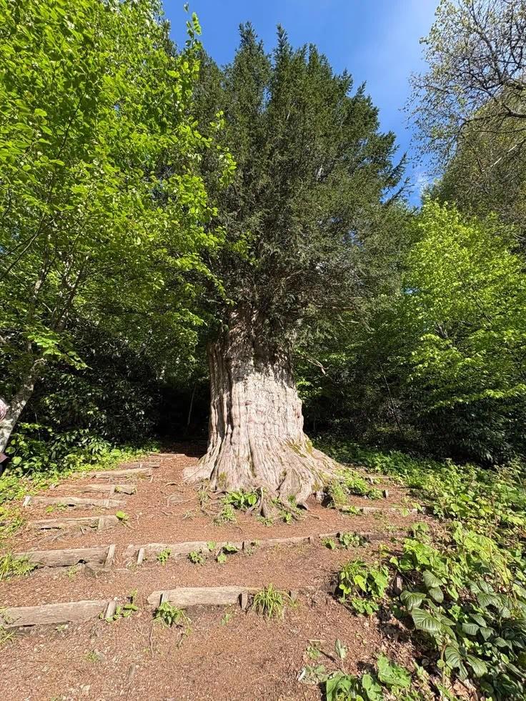 Porsuk Ağacı bitkisi