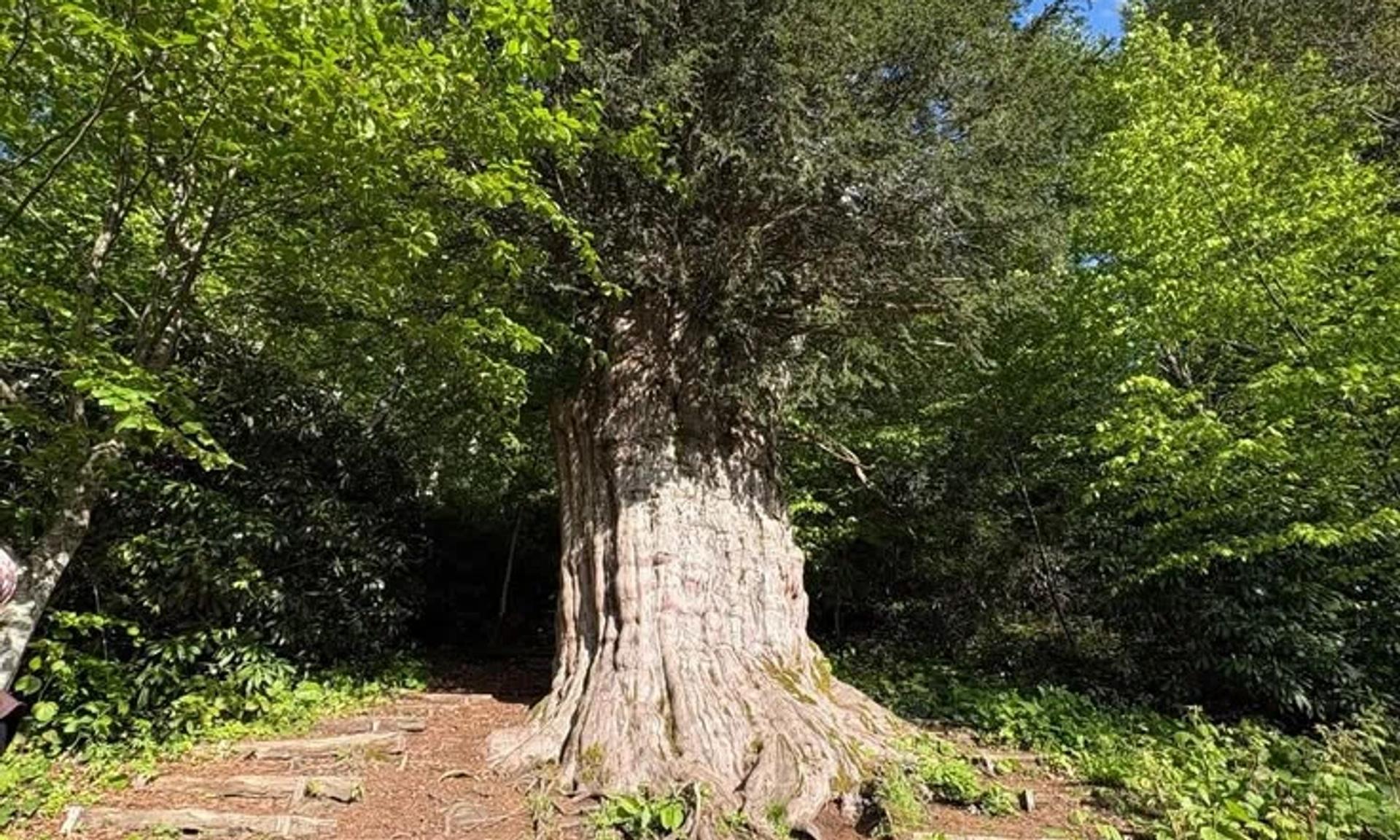 Porsuk Ağacı bitkisi