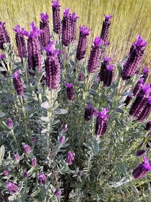 Karabaş Otu bitkisi