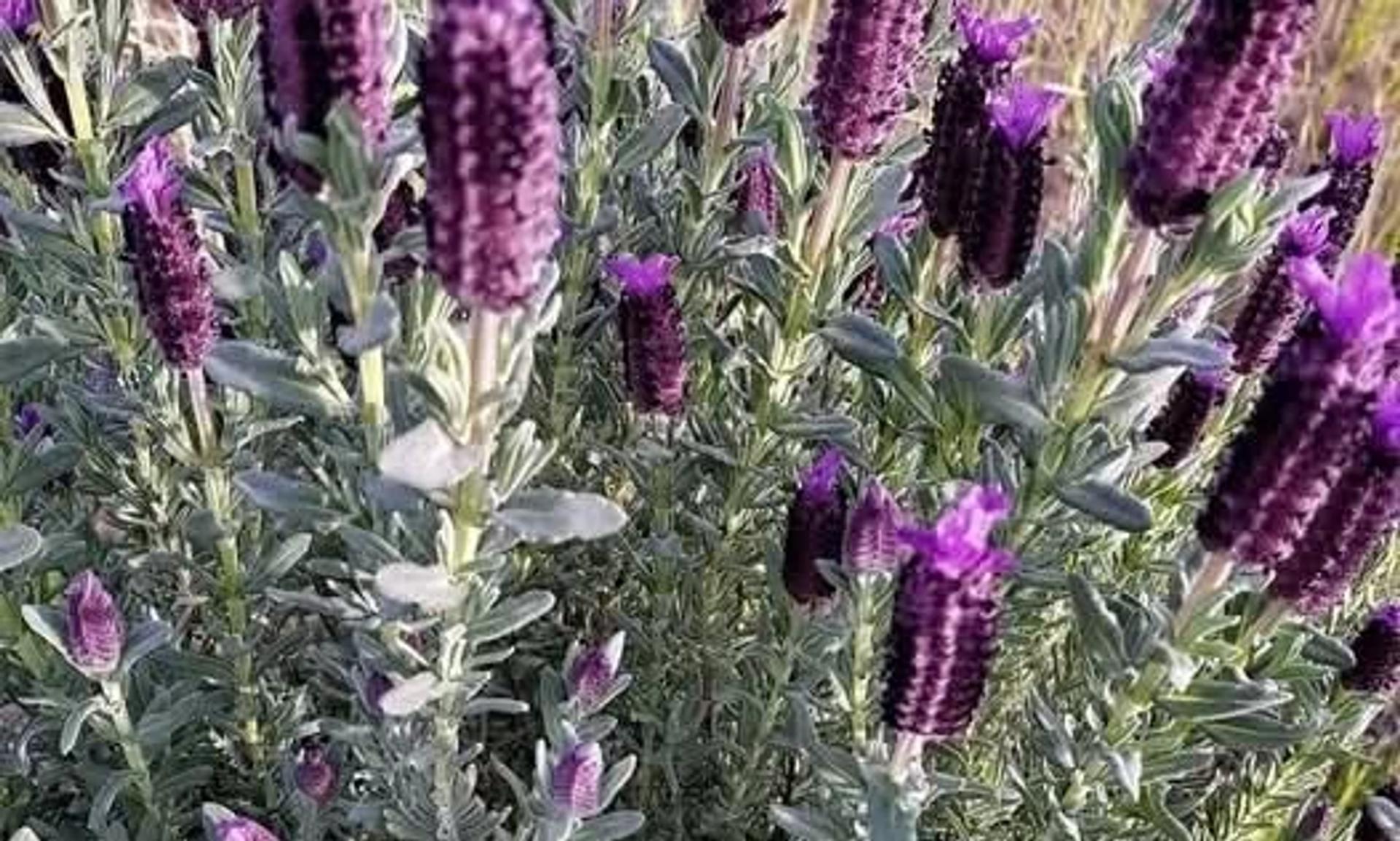Karabaş Otu bitkisi