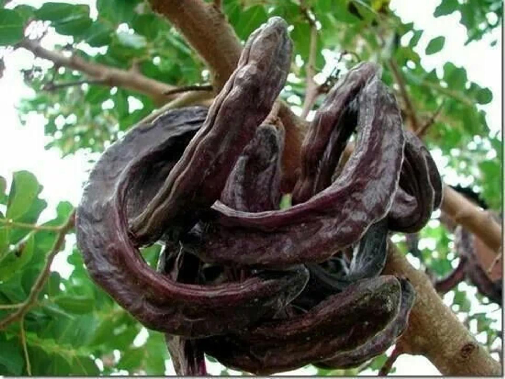 Keçiboynuzu