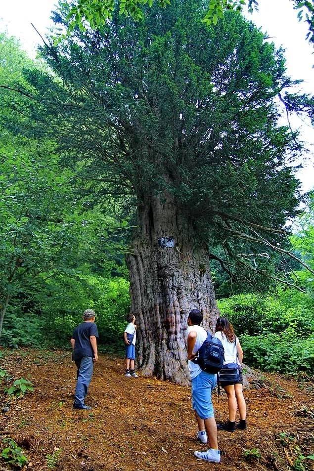 Porsuk Ağacı