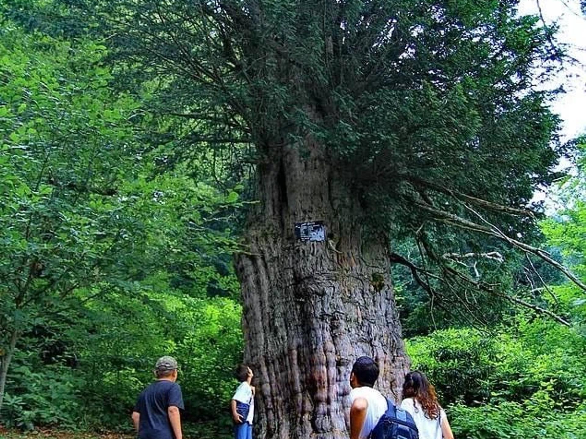 Porsuk Ağacı