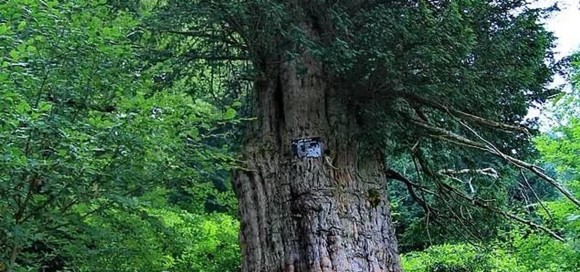 Porsuk Ağacı