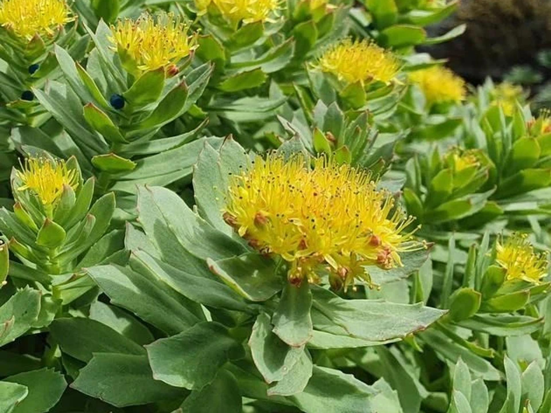 Rhodiola Rosea