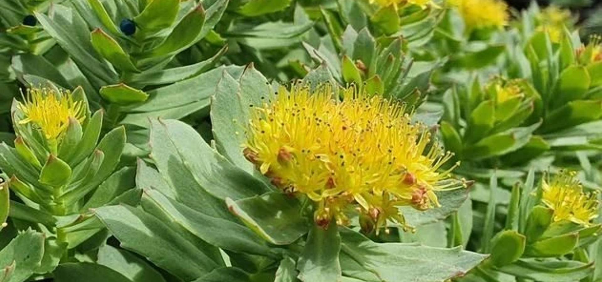 Rhodiola Rosea
