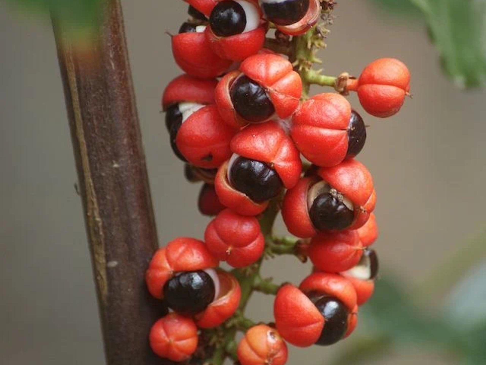 Guarana